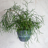 Painterly Blue Steel -  Med Rounded Hanging Planter