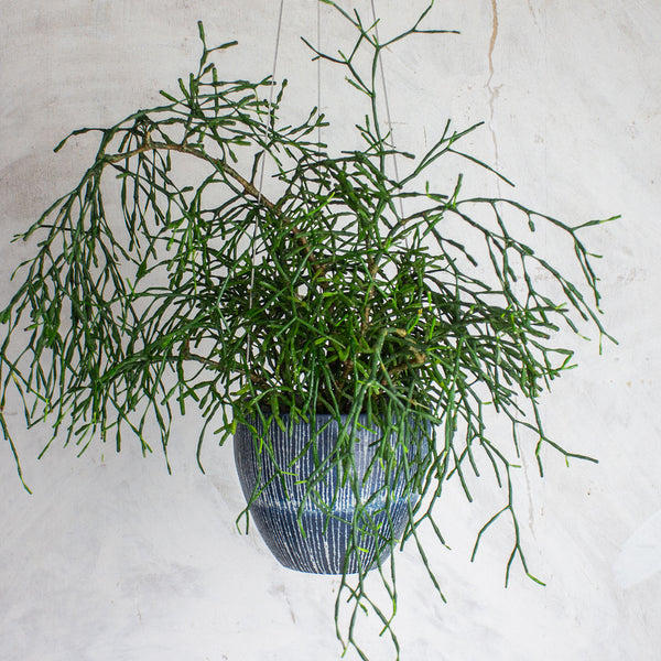Painterly Blue Steel -  Med Rounded Hanging Planter