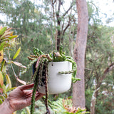 Electric Pathways - Large Hanging Planter