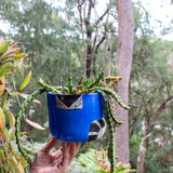 Electric Pathways - Large Hanging Planter