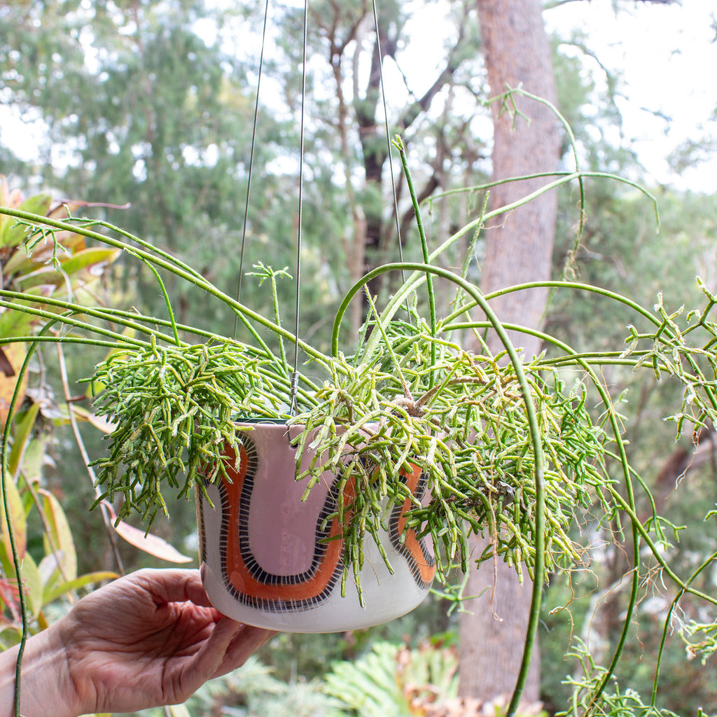 hanging planter sale Landscape - Large Hanging Planter