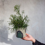 Moss Pathways - Lg Hanging Planter