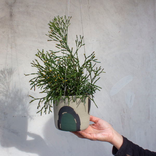 Moss Pathways - Lg Hanging Planter