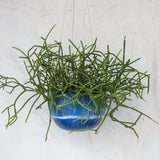 SECOND - BLUE STEEL HANGING PLANTER