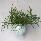 Lichen - Lg Rounded Hanging Planter