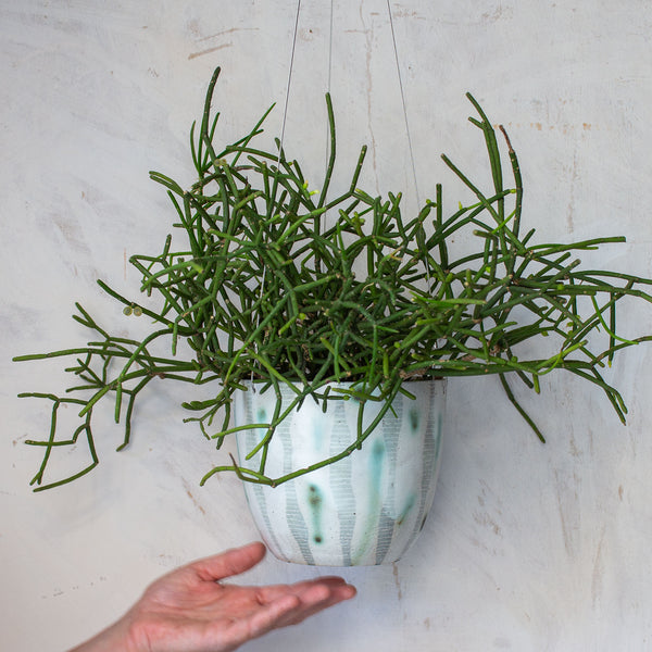 Lichen - Lg Rounded Hanging Planter