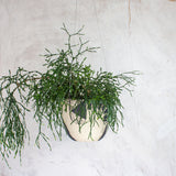 Moss Pathways - Lg Rounded Hanging Planter
