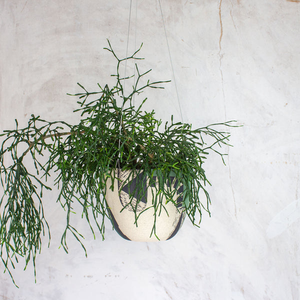 Moss Pathways - Lg Rounded Hanging Planter