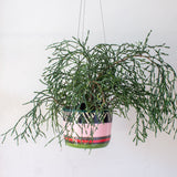 Tri Burst - Lg Hanging Planter