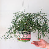 Tri Burst - Lg Hanging Planter