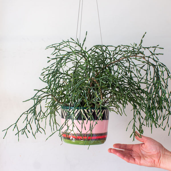 Tri Burst - Lg Hanging Planter