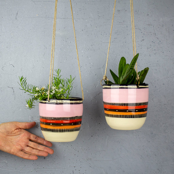 Spotted Liquorice All Sorts - Medium Hanging Planter