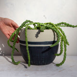 Half Blue Steel with Stripe - Vessel // Planter
