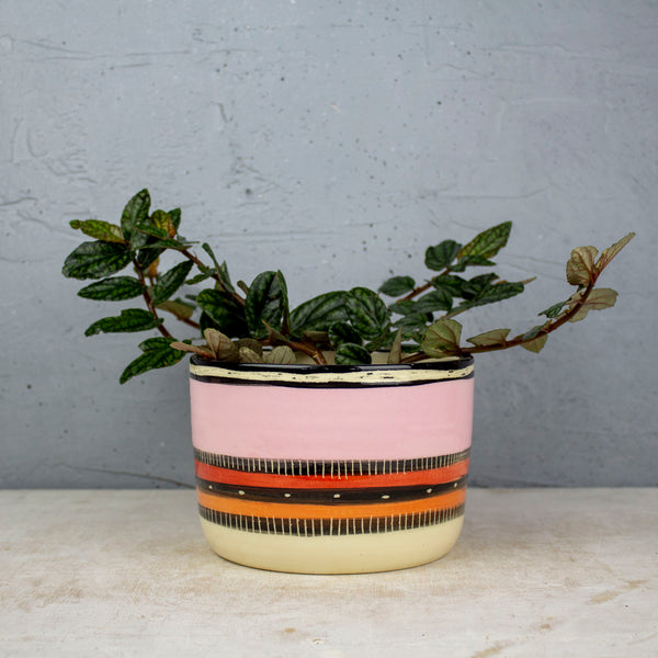 Spotted Liquorice All Sorts - Planter