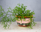 Tracks Liquorice All Sorts - Planter