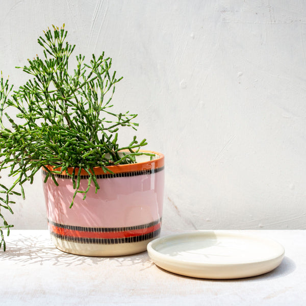 Liquorice All Sorts, Pink - Lg Planter