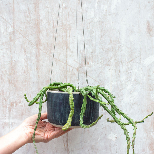 Blue Steel -  Large Hanging Planter