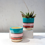 Liquorice All Sorts, Lagoon - Medium Planter