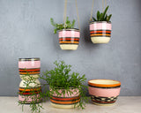 Spotted Liquorice All Sorts - Medium Hanging Planter