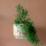Striation - Lg Rounded Hanging Planter