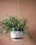 Tri Burst - Lg Rounded Hanging Planter
