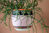 Tri Burst - Lg Rounded Hanging Planter