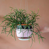 Tri Burst - Lg Rounded Hanging Planter
