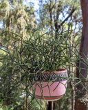 Tri Burst - Rounded Hanging Planter