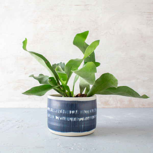 Blue Steel - Squat Planter // Vessel