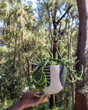Moss Pathways- Rounded Hanging Planter