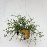 Earth Pathways - XLg Hanging Planter