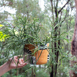 Earth Pathways - XLg Hanging Planter