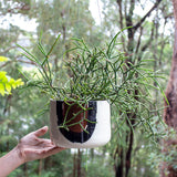 Earth Pathways - XLg Hanging Planter