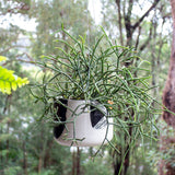 Earth Pathways - XLg Hanging Planter