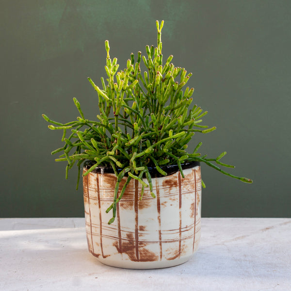 Striation - Med Planter