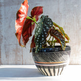 Textured Weave - Jumbo Bowl