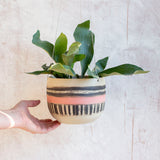 Textured Galah -  Rounded large Hanging Planter