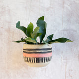 Textured Galah -  Rounded large Hanging Planter