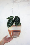 Sienna Moon -Rounded Hanging Planter